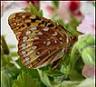 Butterfly Photography available from wingtale