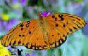 Gulf Fritillary Butterfly