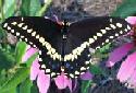 Black Swallowtail Butterfly