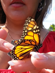 Monarch butterfly release at memorial service.