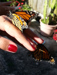 Woman enjoying Monarch butterflies at memorial service.