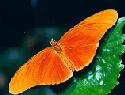 Julia Butterfly