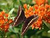 Memorial Butterfly: Buy seed for your Butterfly Garden