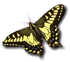 HHMI Where do Butterflies come from