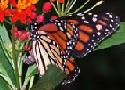 Monarch Butterfly: Memorial Butterflies
