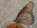 Queen Butterfly:  Memorial Butterfly