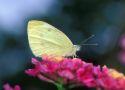 Sulphur Butterfly: Memorial Butterfly